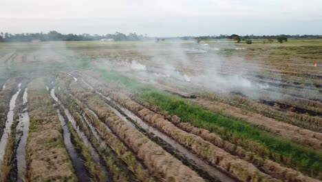 Aerial-open-rice-paddy-field-burning-at-Malaysia,-Southeast-Asia.